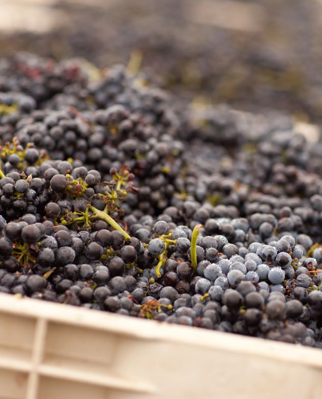 Contenedores para sector agrícola en La Rioja - Residuos Cabezón