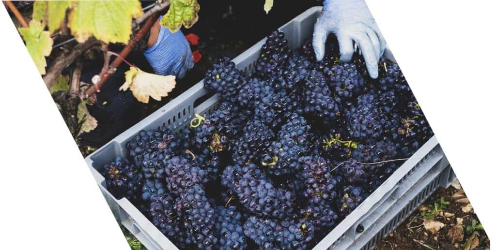 Contenedores para sector agrícola en La Rioja - Residuos Cabezón