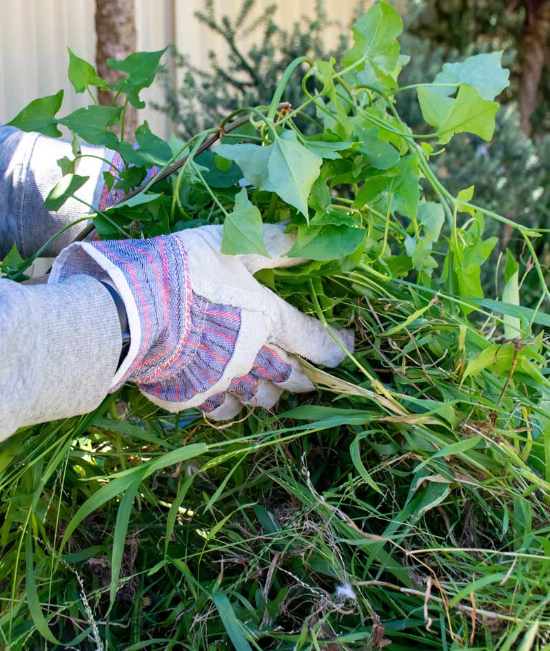 Alquiler de contenedores para poda y jardinería en La Rioja